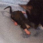 Katten fikk 4 unger 24_ 3 _2007.